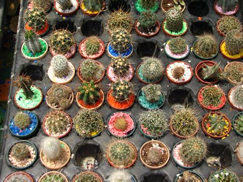 cacti paradise